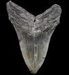 Large Fossil Megalodon Tooth - Georgia #75790-2
